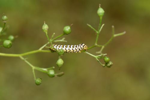 Réf. 203 530 : Cucullia scrophulariae